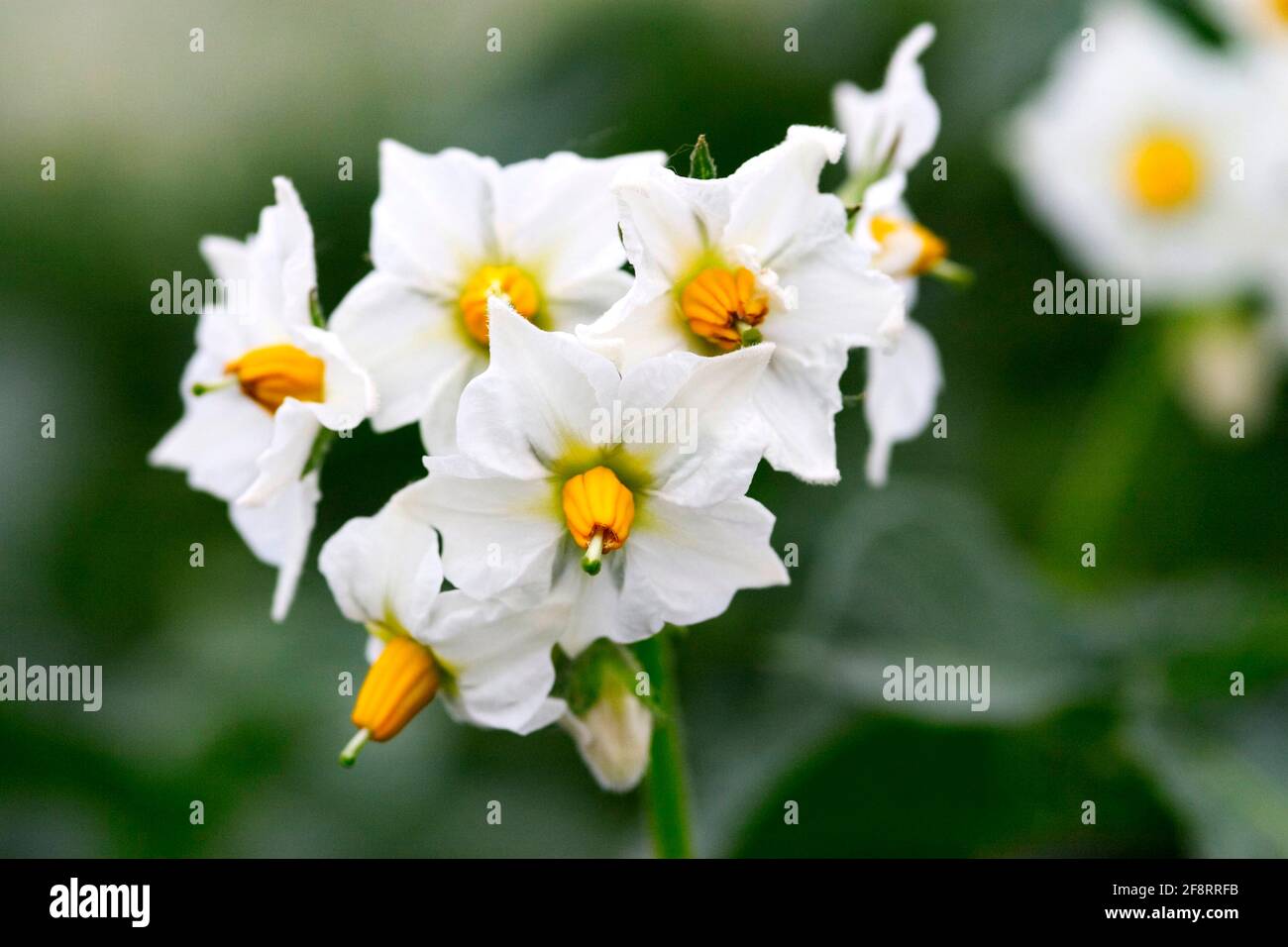 La pomme de terre (Solanum tuberosum) fleurs de pommes de terre, Banque D'Images