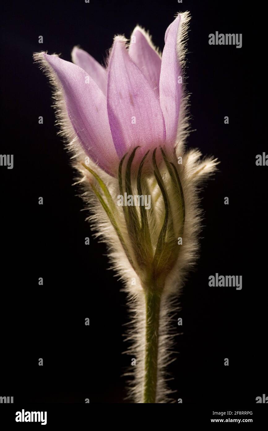 Fleur de pasque (Pulsatilla vulgaris), fleur en face de fond noir Banque D'Images