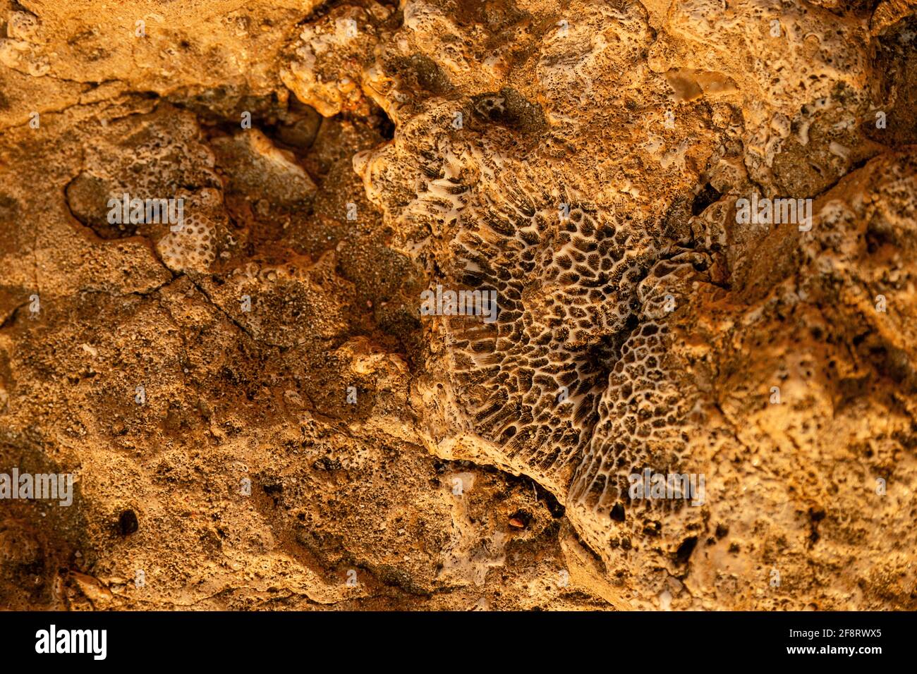 Texture de roche rocheuse jaune avec empreinte de corail et de coquillages. Arrière-plan naturel Banque D'Images