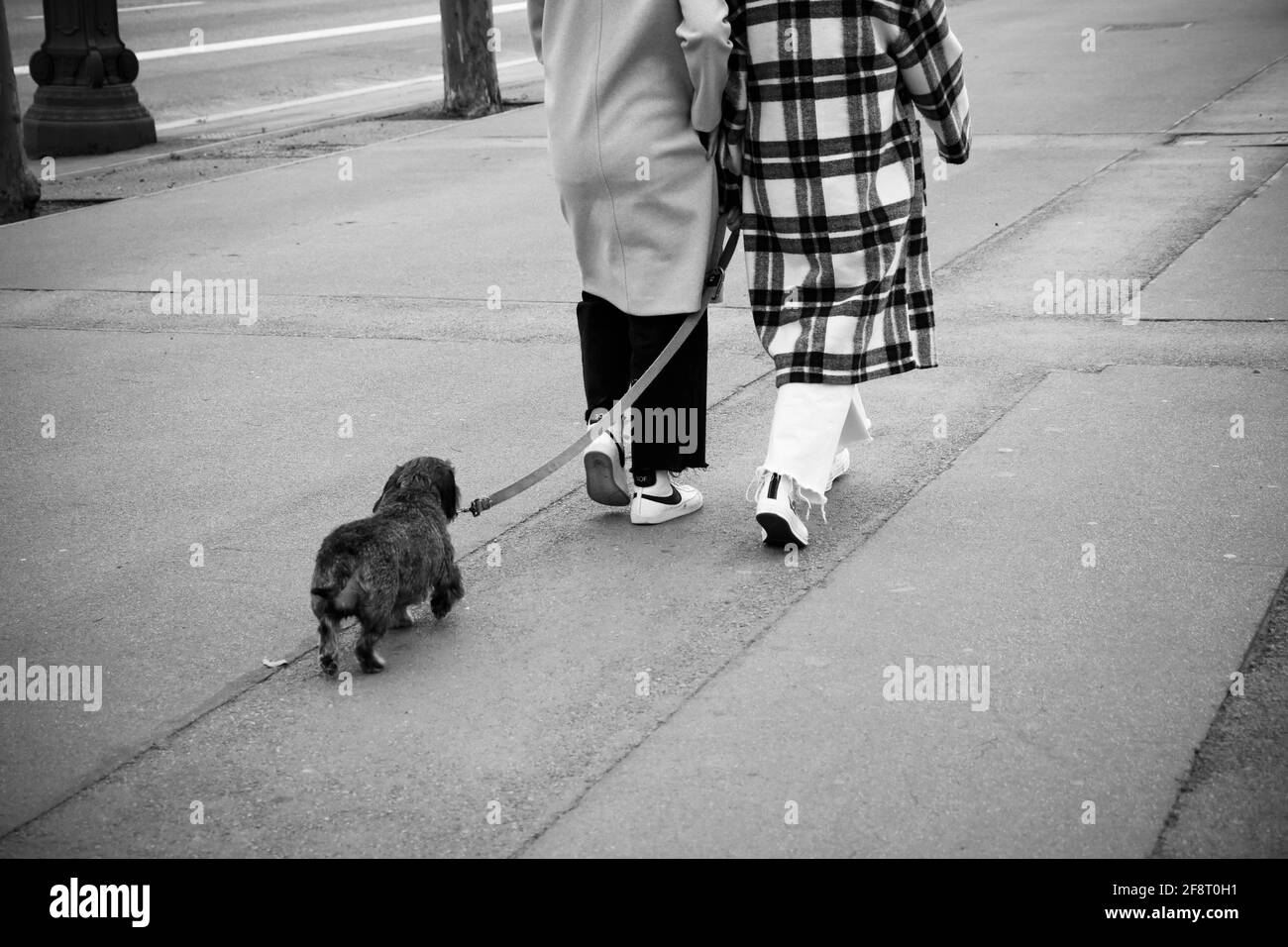 arrière, vue, vue arrière, deux, femmes, femme, manteau, manteaux, sneaker, baskets, laisse, animal de compagnie, chien, arrière, rue, ville, chaussée, hiver, Banque D'Images