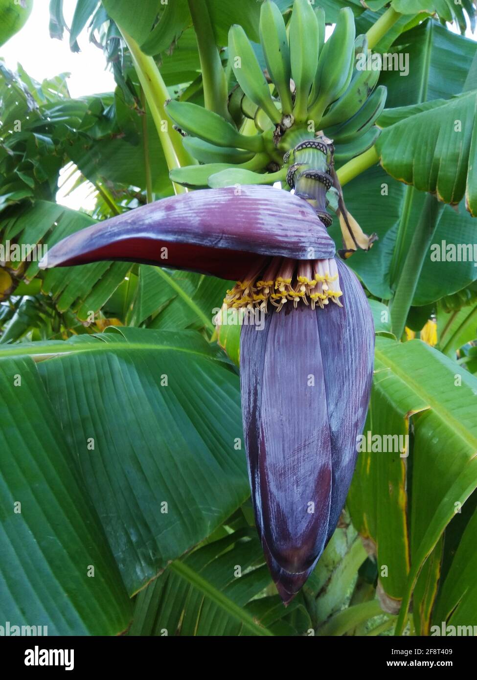 fleur de banane, arbre de banane de fleur, pétale ouvert de banane buisson, vue verticale. Banque D'Images