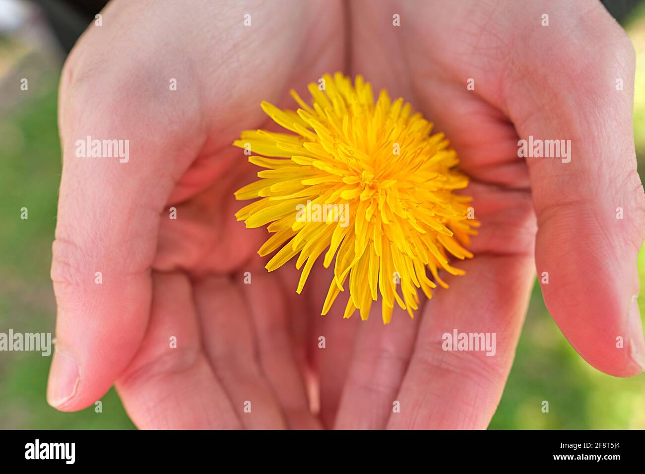 Gros plan d'une fleur de pissenlit jaune sur les mains des femmes Banque D'Images