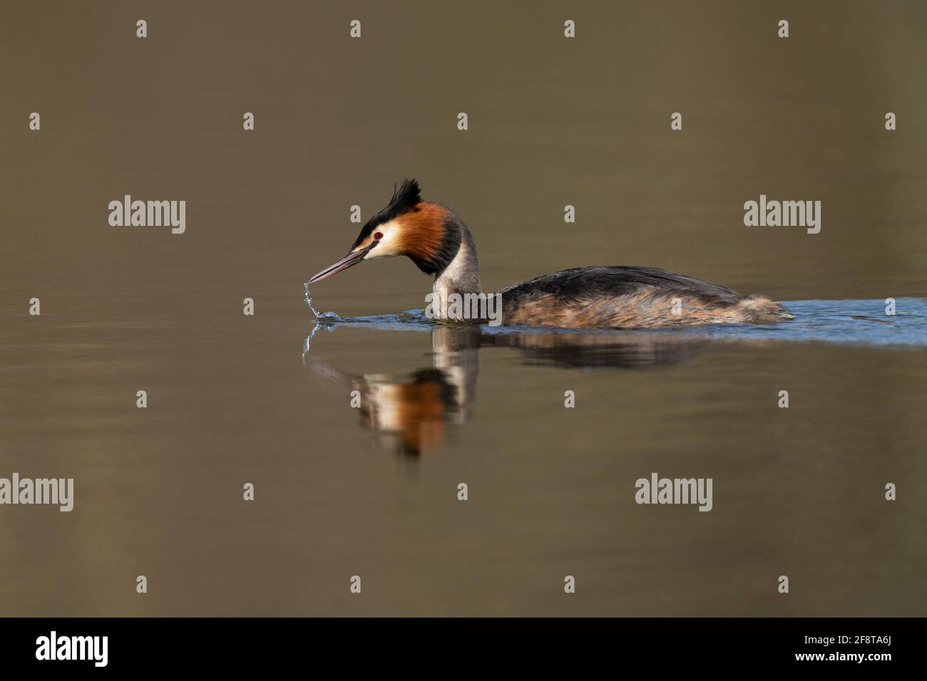 Super grebe à crête - Podiceps cristatus boit de l'eau. Ressort Banque D'Images