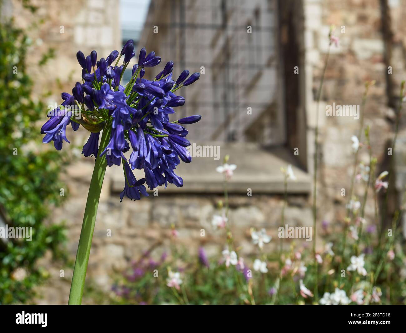 Une pointe de Lily africaine en pleine floraison, entourée d'autres fleurs, plantes et ruines de pierre, au milieu de l'environnement urbain de la City de Londres. Banque D'Images