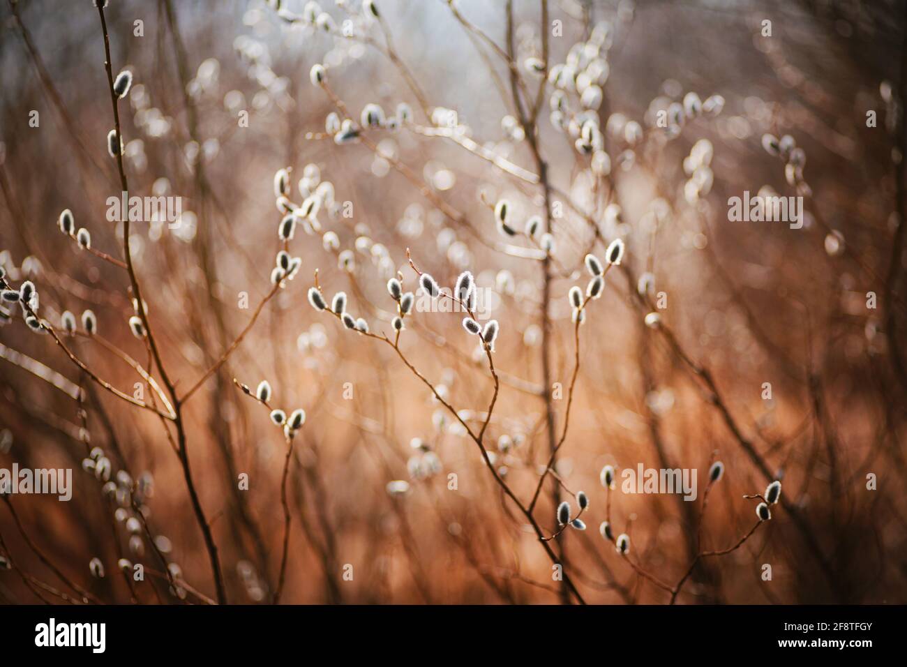 De belles branches fines de saule avec des boutons de fleurs moelleux le printemps avril ensoleillé jour. Nature. Dimanche des palmiers. Banque D'Images