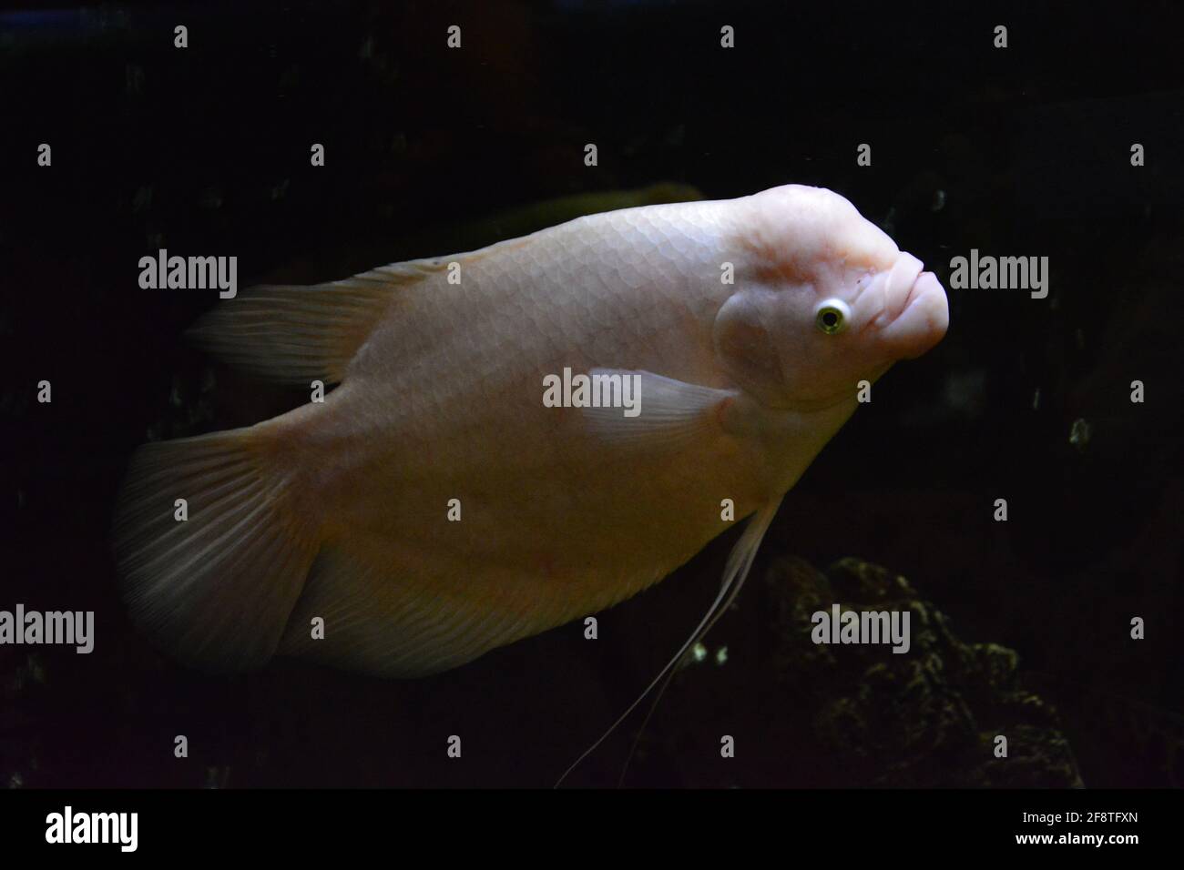 Poissons nageant dans un aquarium Banque D'Images