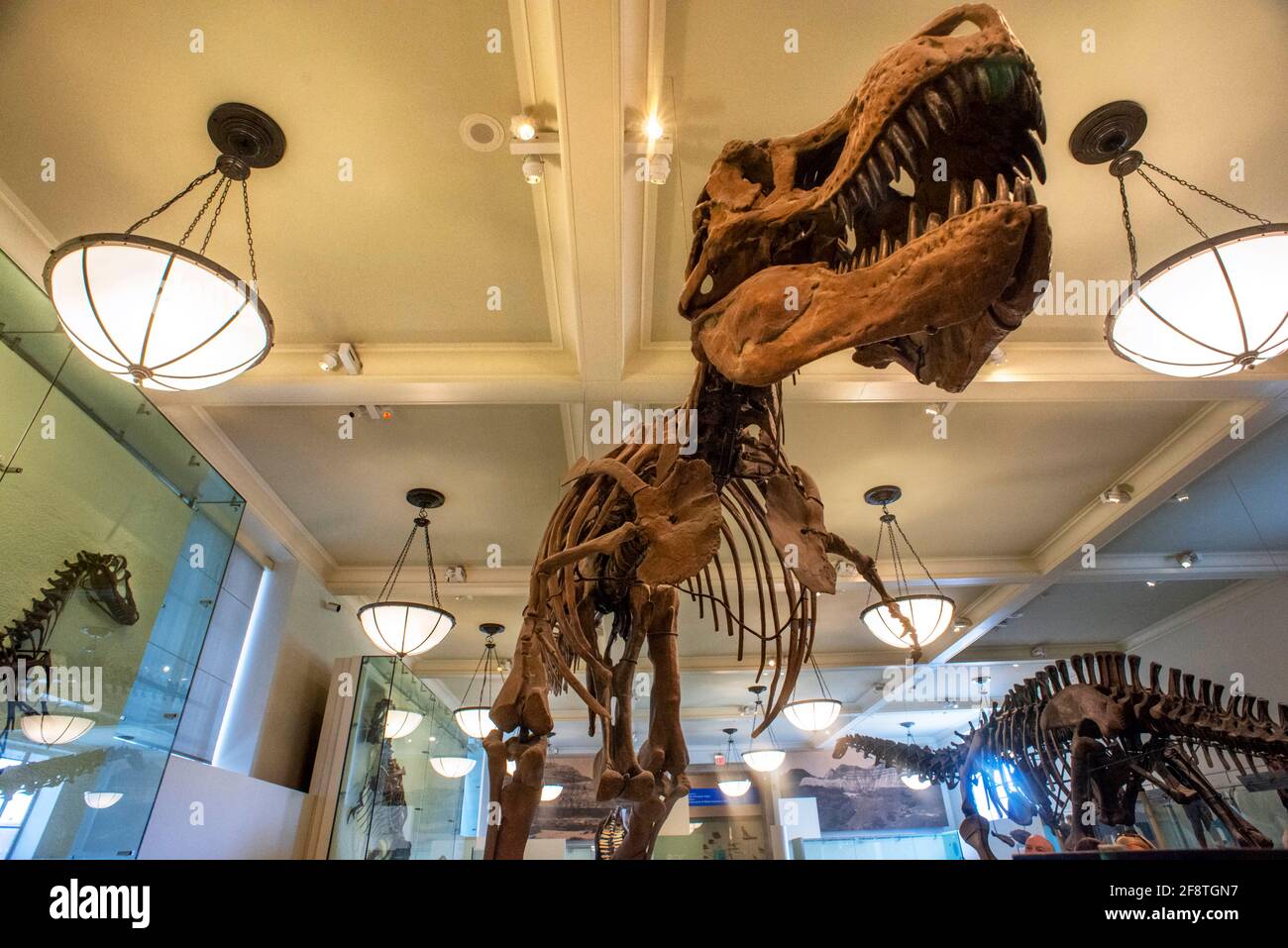 Les fossiles d'un Rex de Tyrannosaurus sont exposés au American Museum of Natural History à Manhattan, New York Banque D'Images