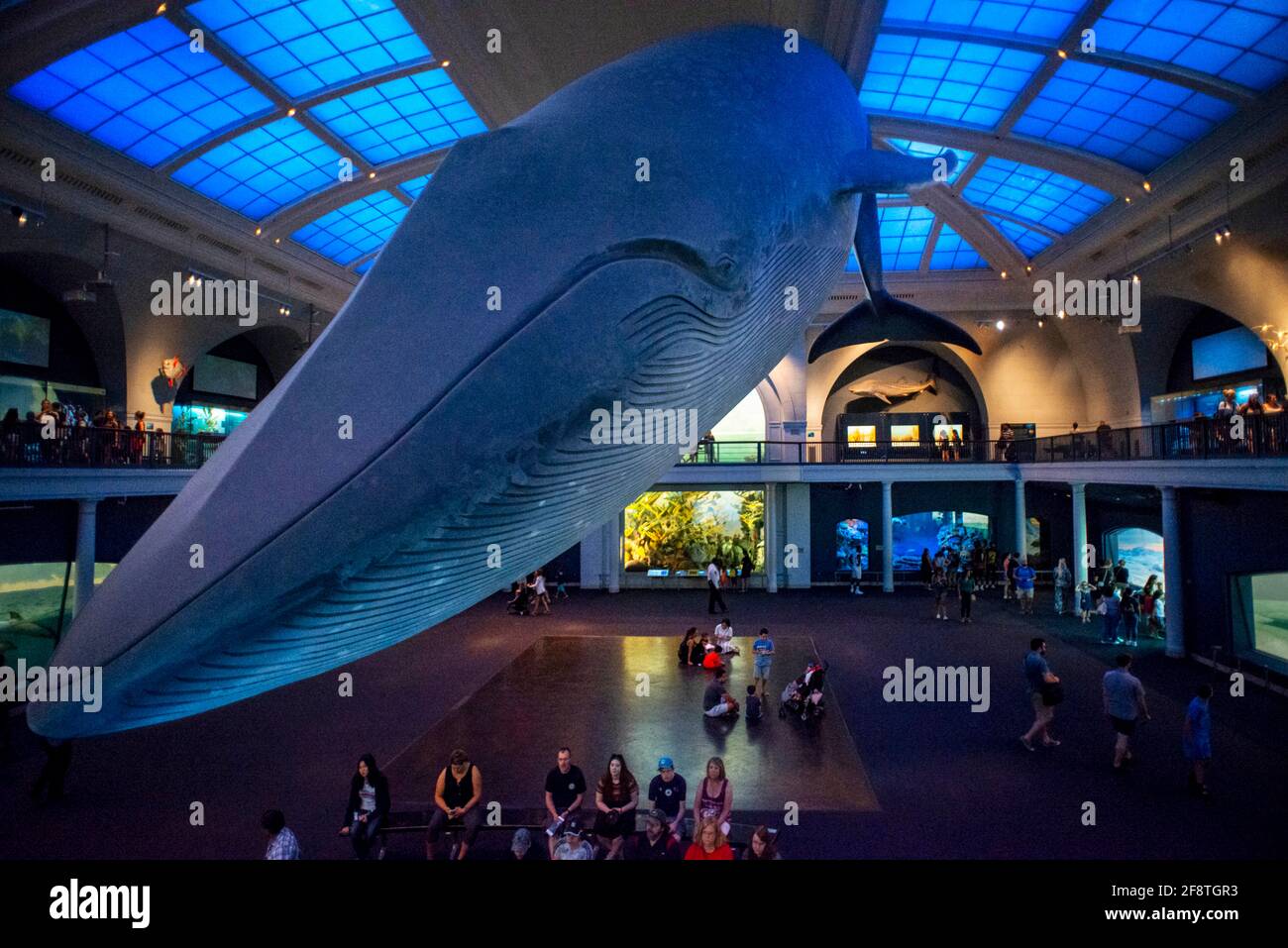 Exposition de baleines bleues dans le Hall of Ocean Life du Musée américain d'histoire naturelle situé à New York. Banque D'Images
