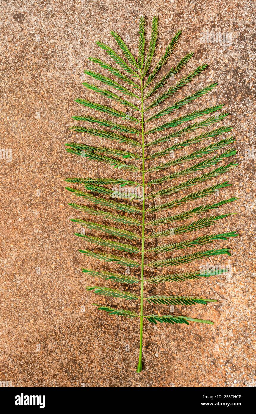 Feuille de Poinciana royale Banque D'Images