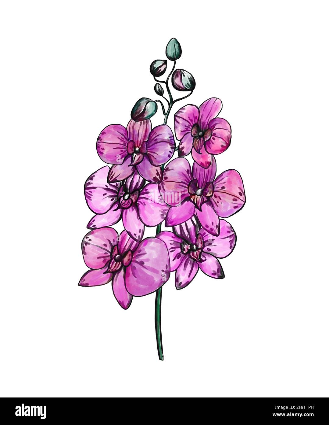 Belles fleurs d'orchidées de phalaenopsis magenta. Fleurs violettes dessinées à la main. Illustration numérique. Banque D'Images