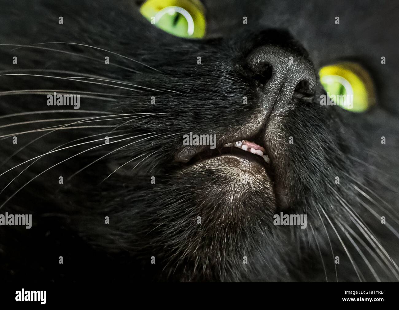 Chat Museau Banque De Photographies Et D Images A Haute Resolution Alamy