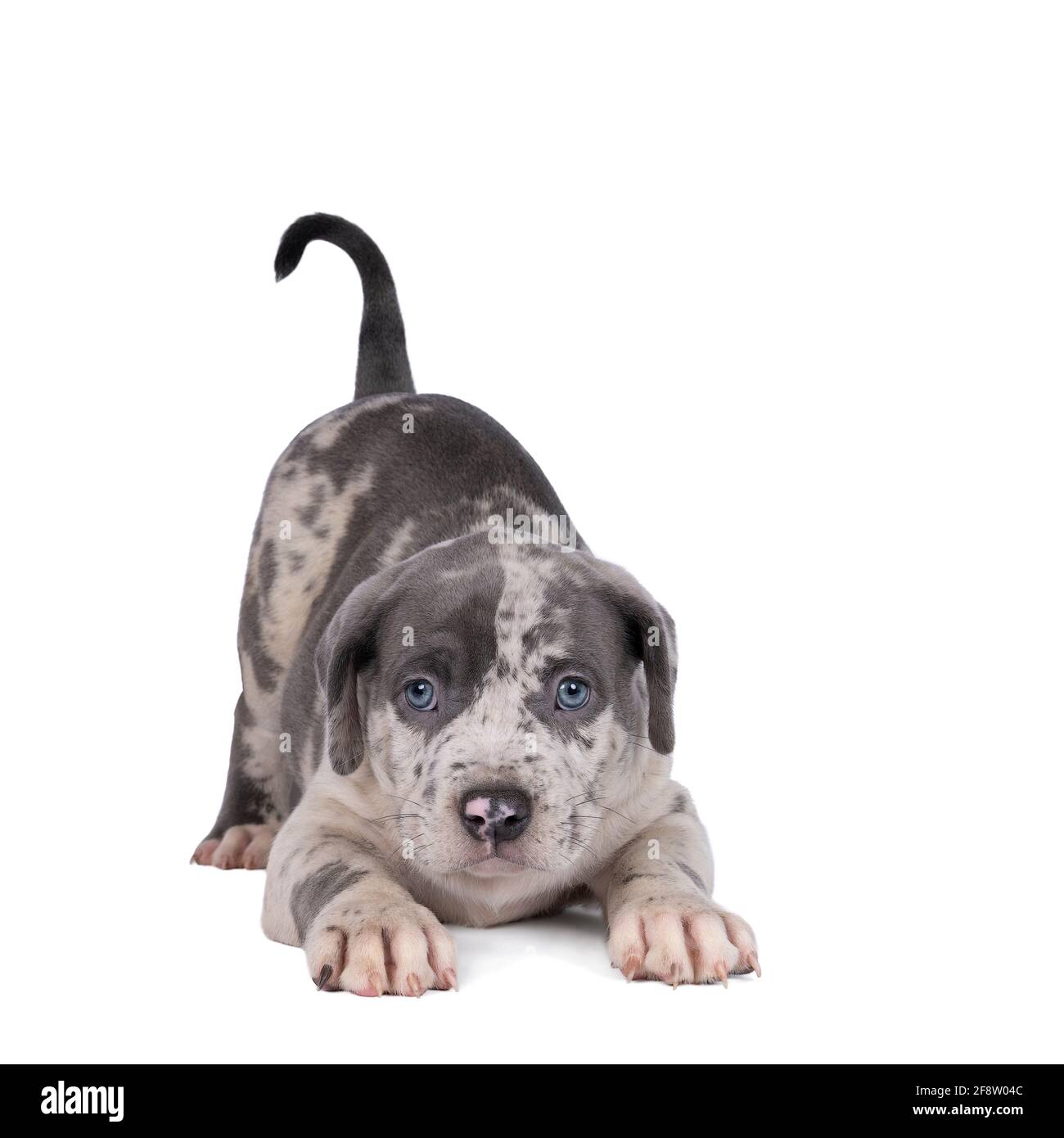 Un pup américain de Bully ou de Bulldog pup de playfull couché isolé sur un fond blanc Banque D'Images