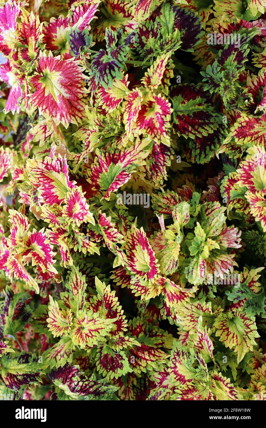 Groupe de fleurs de coleus dans le parc Banque D'Images