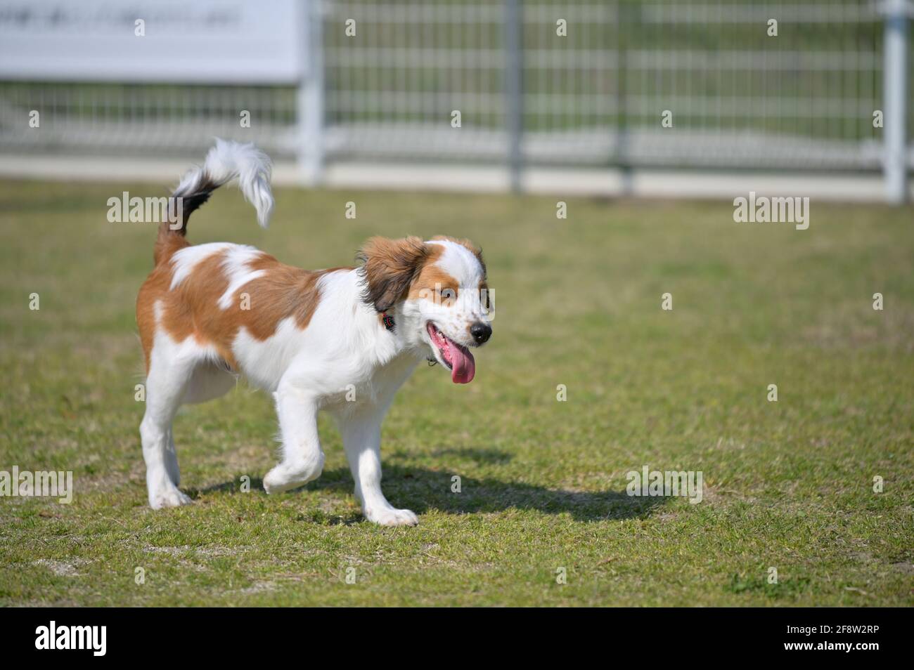 Joyeux jeune chien de race kooiker marchant sur l'herbe avec sa langue dehors. Banque D'Images