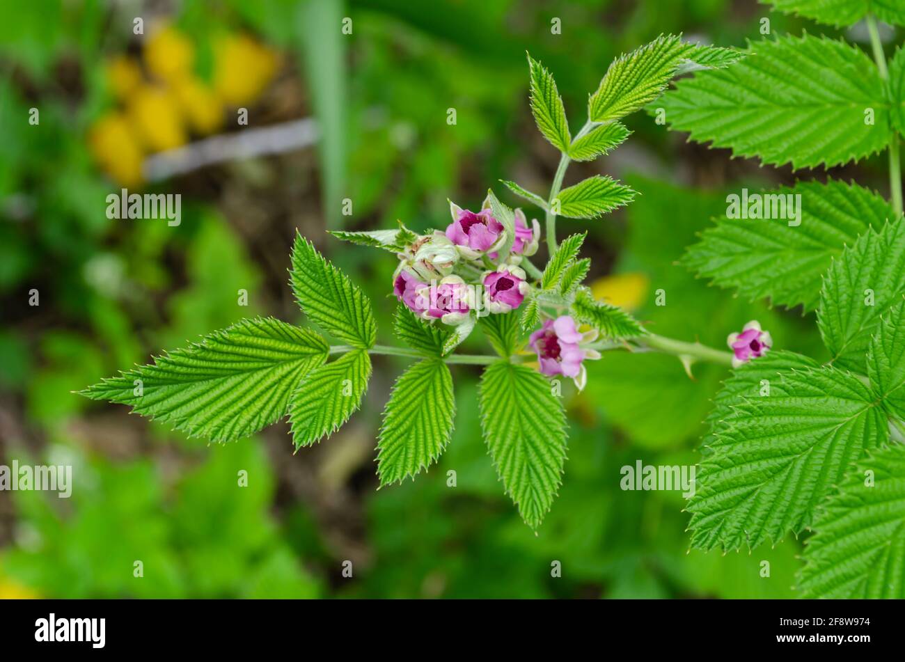 Petites fleurs de framboise Banque D'Images