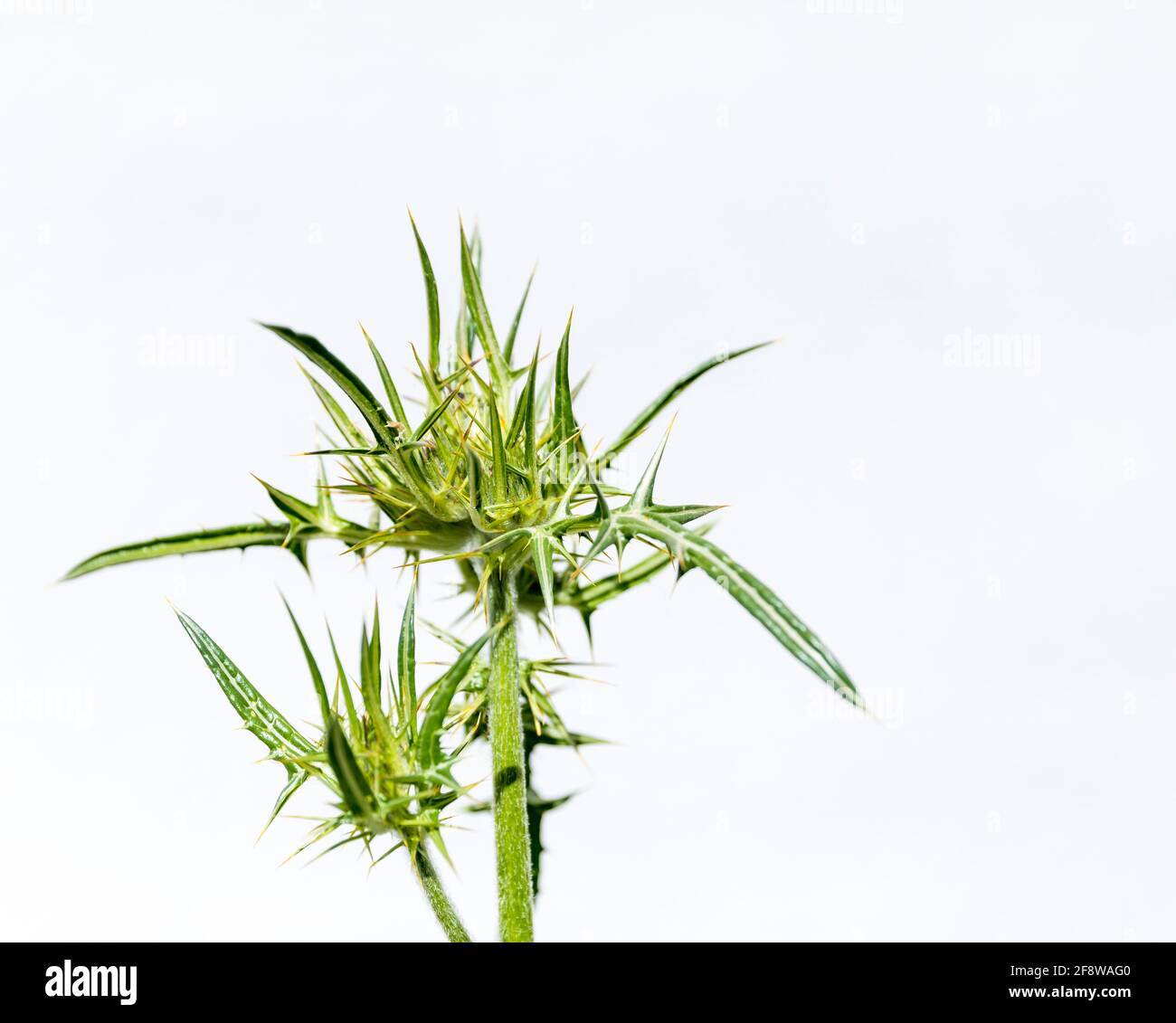 Thistle d'artichaut. Arrière-plan blanc. Copier l'espace. Plante de thorny sauvage . Image de stock. Banque D'Images