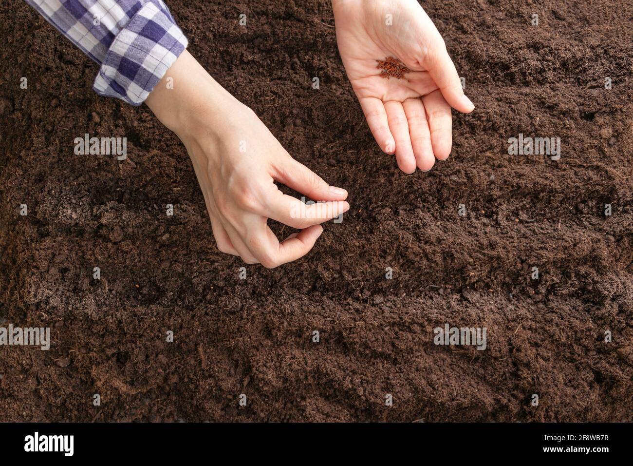 Les mains des femmes plantent des graines dans des rangées paires dans la terre labourée. Mise au point douce. Pose à plat Banque D'Images