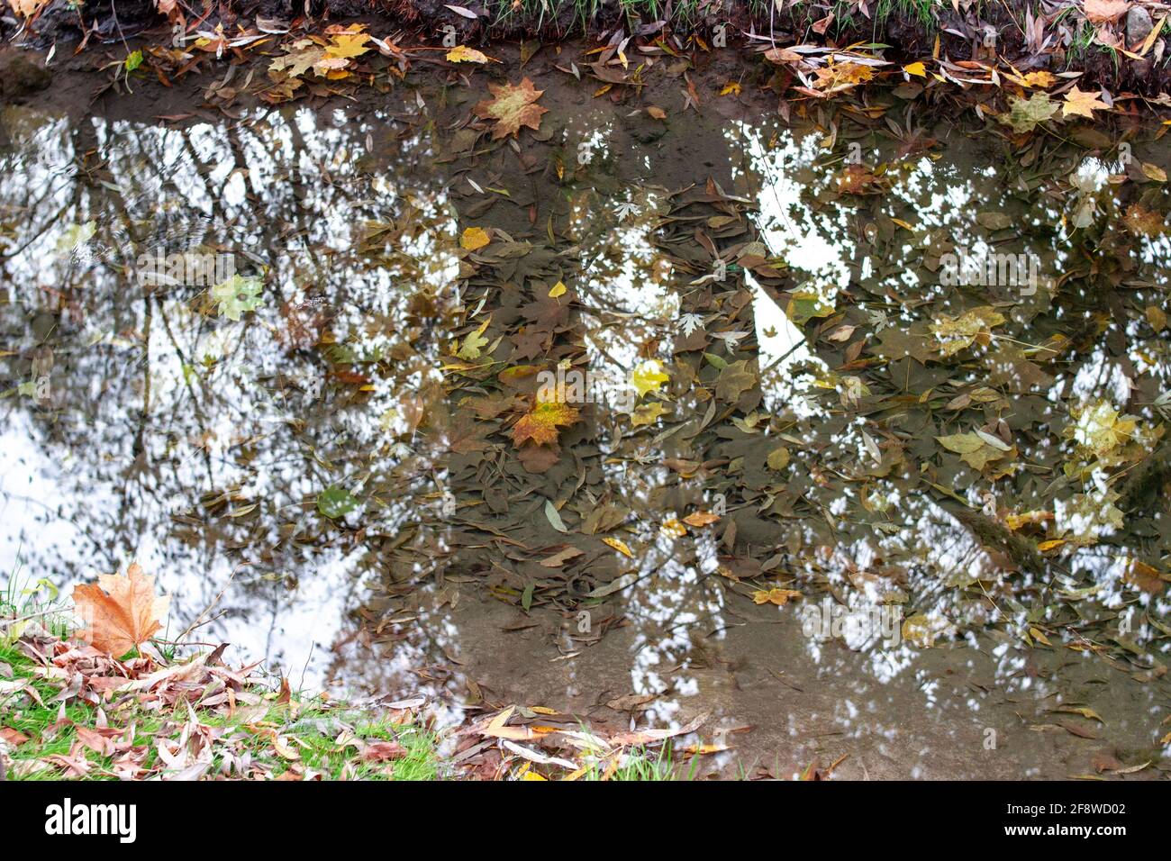 Feuilles d'automne colorées dans l'eau du lac de l'étang, feuille d'automne flottante. La saison d'automne laisse dans une flaque de pluie. Feuillage d'automne ensoleillé. Météo octobre, novembre Banque D'Images