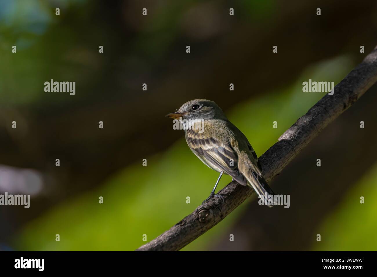 Le petit Flycatcher, Empidonax minimus, dans le quartier historique de Rattlesnake Springs, dans le parc national des grottes de Carlsbad, Nouveau-Mexique, États-Unis Banque D'Images