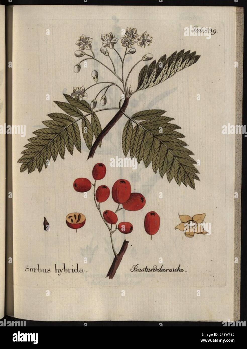 Illustrations de toutes les plantes médicales-économiques-technologiques, Volume 10: Sorbus hybrida. Nom d'Ebersche. Banque D'Images