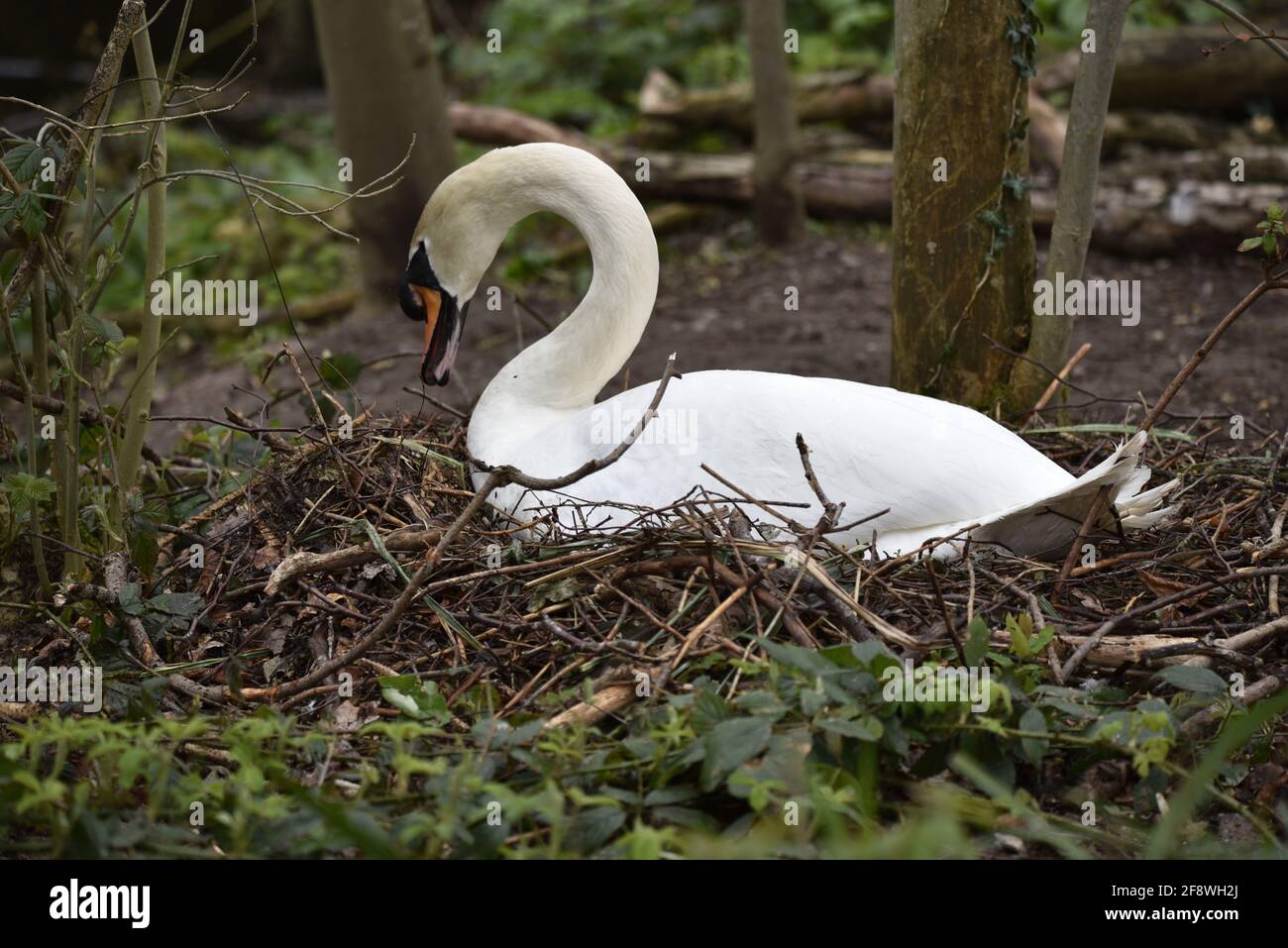 Femme Mute Swan (Cygnus olor) Nest Building sur une réserve naturelle dans le Staffordshire, Angleterre au printemps Banque D'Images