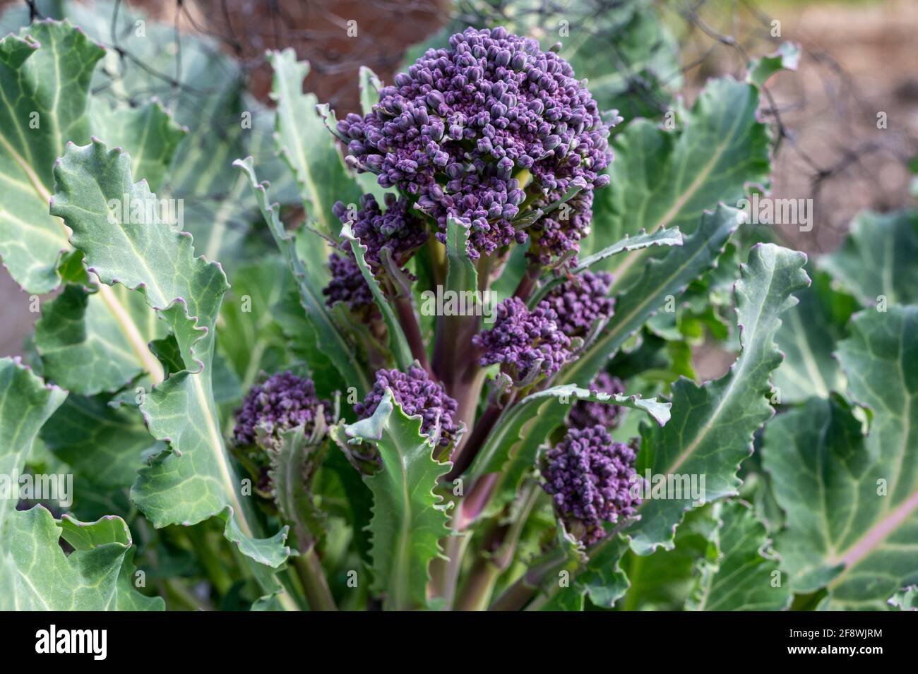 Fleurs de brocoli pourpre en croissance en mars. Banque D'Images