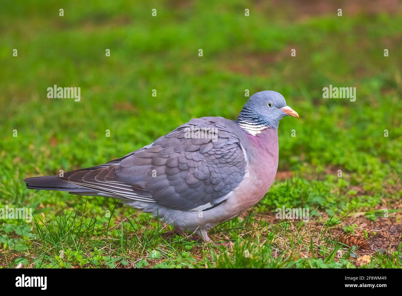 Pigeon de bois - Palumbus de Columba, marche sur l'herbe verte Banque D'Images