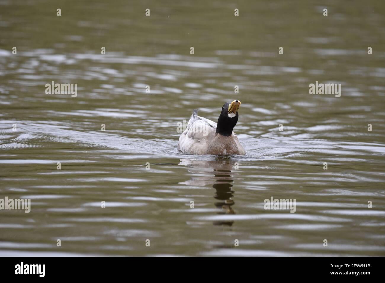 Canard brun domestique, canard Buff Orpington, baignade dans un lac de réserve naturelle au Royaume-Uni au printemps Banque D'Images Canard brun domestique, canard Buff Orpington, baignade dans un lac de réserve naturelle au Royaume-Uni au printemps Banque D'Images