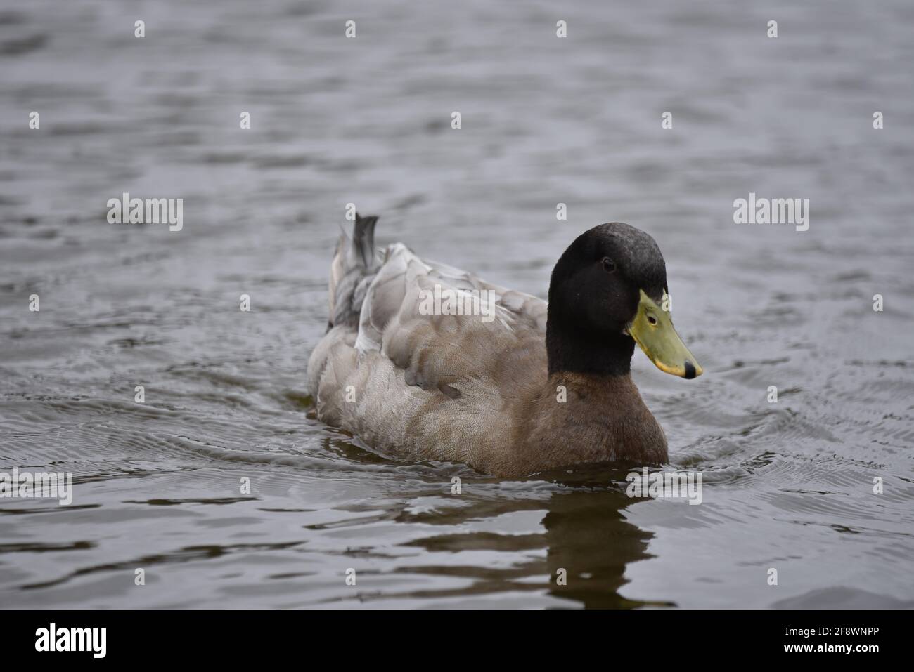 Canard brun domestique, canard Buff Orpington, gros plan, natation sur un lac à Staffordshire, Royaume-Uni au printemps Banque D'Images Canard brun domestique, canard Buff Orpington, gros plan, natation sur un lac à Staffordshire, Royaume-Uni au printemps Banque D'Images