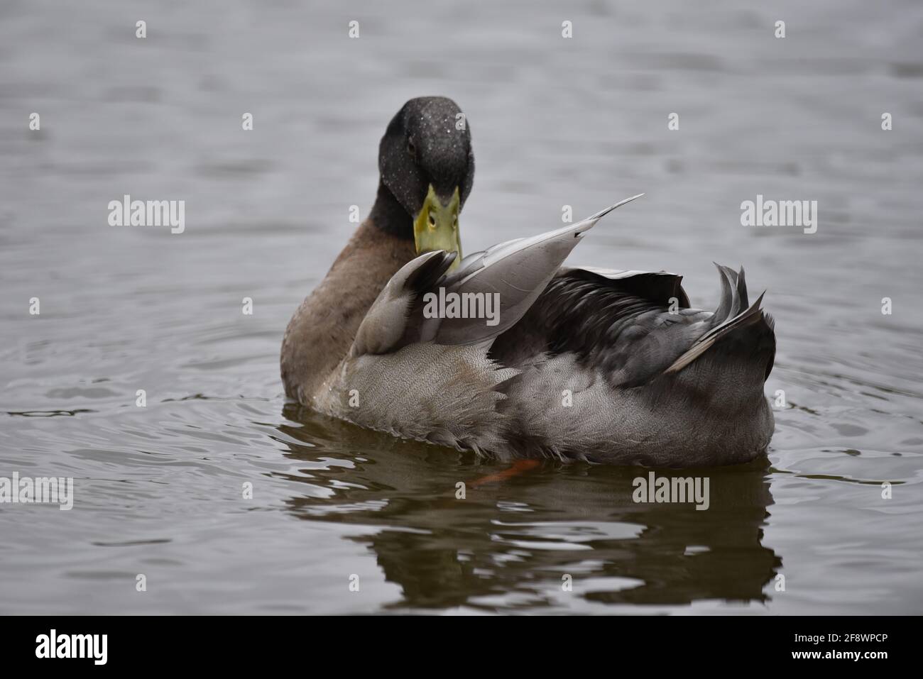 Gros plan Portrait du canard brun, Orpington Duck, qui fait la prédiation sur un lac en Angleterre au Royaume-Uni au printemps Banque D'Images Gros plan Portrait du canard brun, Orpington Duck, qui fait la prédiation sur un lac en Angleterre au Royaume-Uni au printemps Banque D'Images