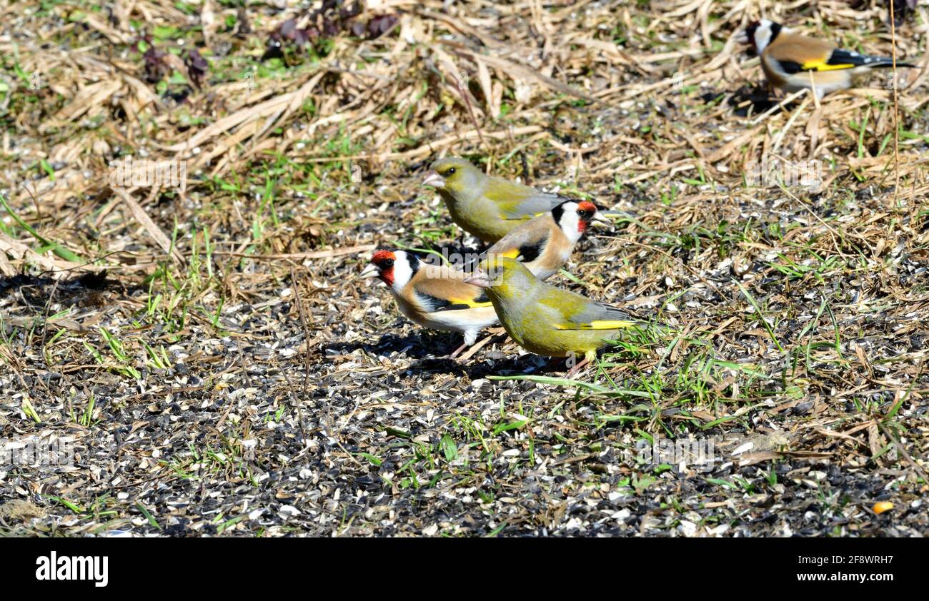 Portrait des oiseaux de siskin de pin et de Goldfinch et de Greenfinch sur le gros plan sur l'herbe Banque D'Images