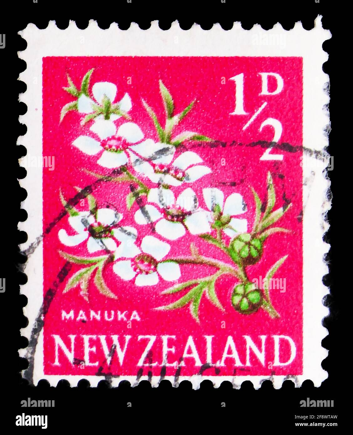 MOSCOU, RUSSIE - 1 OCTOBRE 2019: Timbre-poste imprimé en Nouvelle-Zélande montre Manuka (Leptospermum scoparium), série de définitions, vers 1967 Banque D'Images