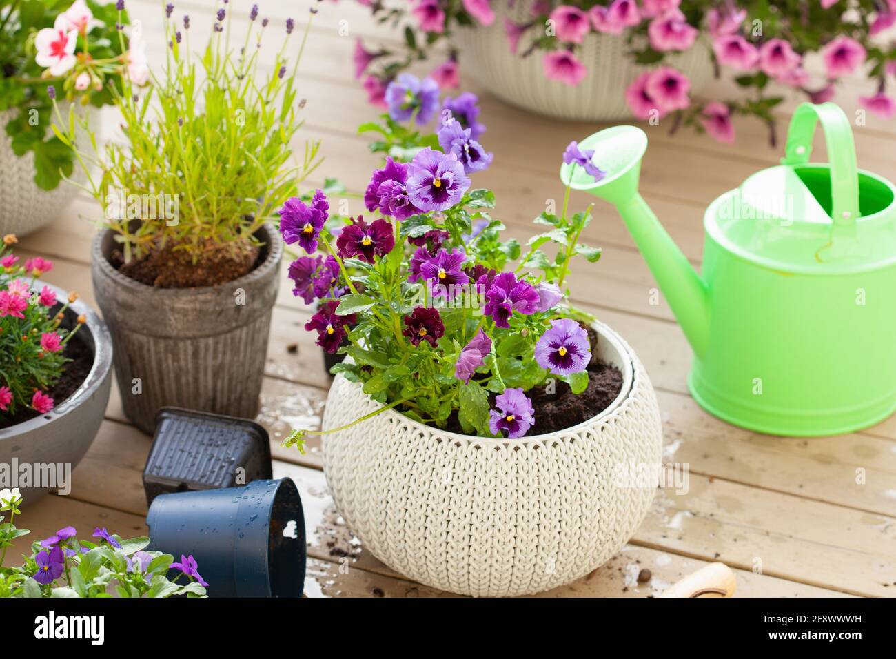 jardinage plantation de pansy, fleurs de lavande dans un pot de fleurs dans le jardin sur la terrasse Banque D'Images