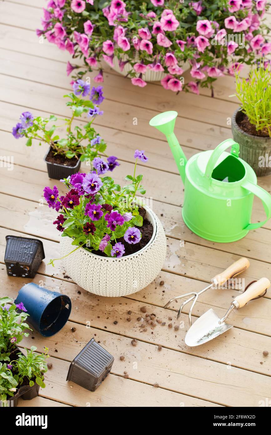 jardinage plantation de pansy, fleurs de lavande dans un pot de fleurs dans le jardin sur la terrasse Banque D'Images