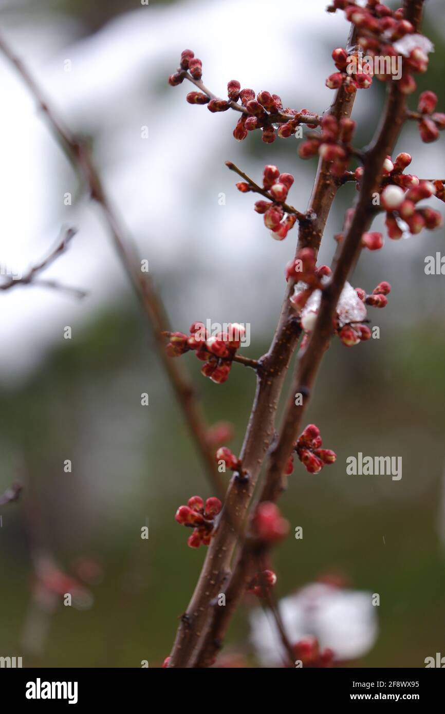 Fusion des flocons de neige sur les fleurs d'abricot gros plan Banque D'Images