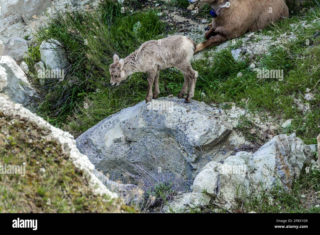 Mouflons Bébé Banque D'Images