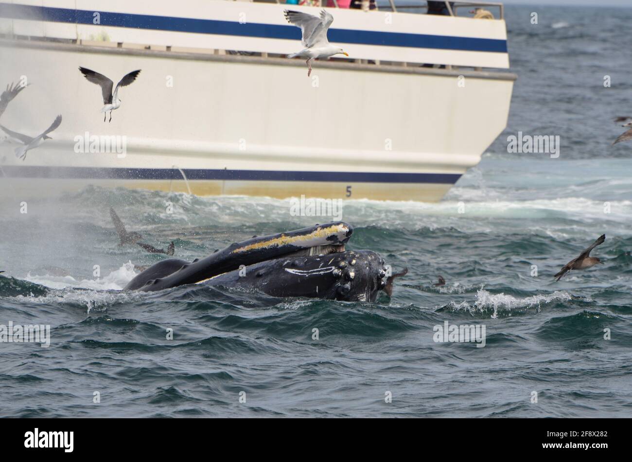 Le museau d'une baleine à bosse à la surface de l'eau avec quelques mouettes volantes et un bateau touristique d'observation des baleines En arrière-plan dans l'océan Atlantique Banque D'Images