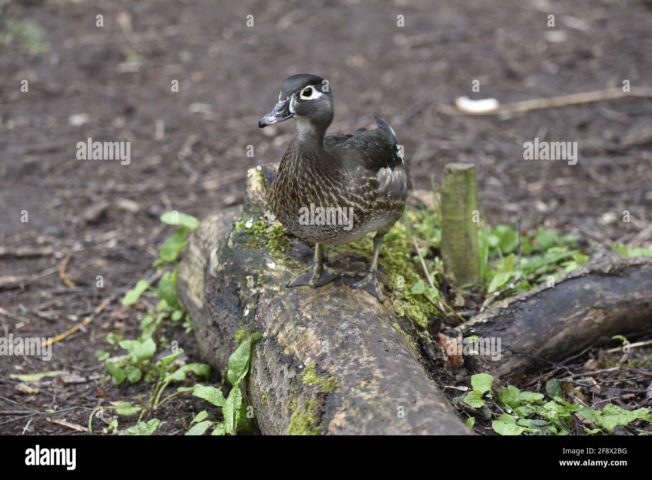 Canard de bois femelle (Alix sponsora) Debout sur un arbre dans une réserve naturelle Le Royaume-Uni au printemps Banque D'Images