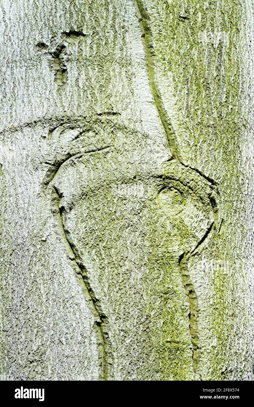 Texture européenne de l'écorce de hêtre Banque D'Images