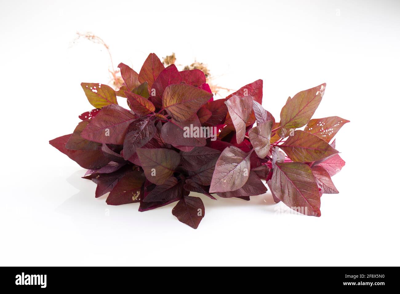 Spinach rouge ou Amaranth rouge, un bouquet d'amaranthus frais de ferme disposés sur un fond de clolus blanc Banque D'Images