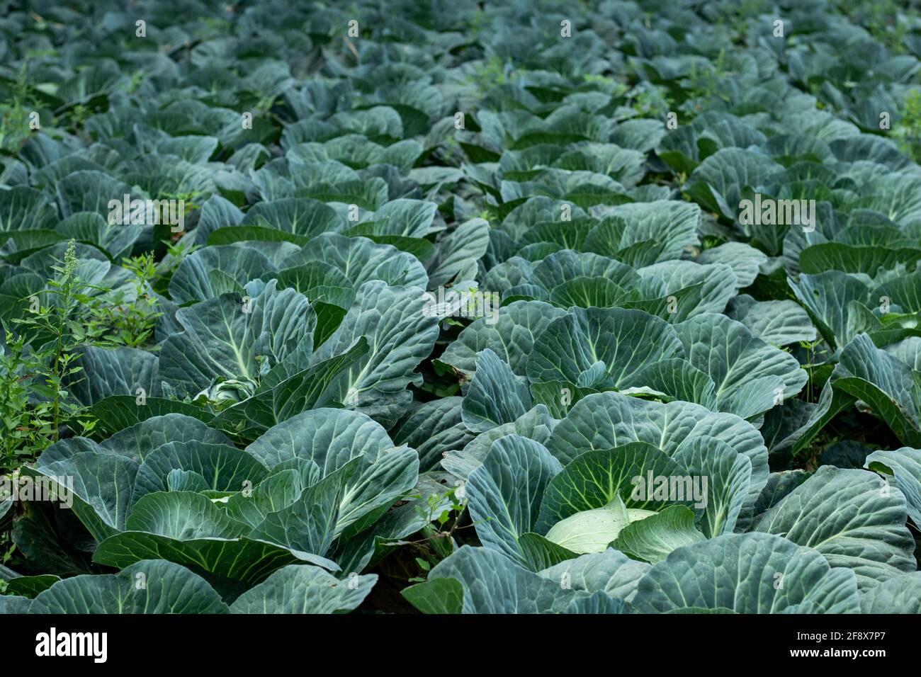 La plus grande plante de chou a une forme ronde et est composé de couches de lames superposées Banque D'Images