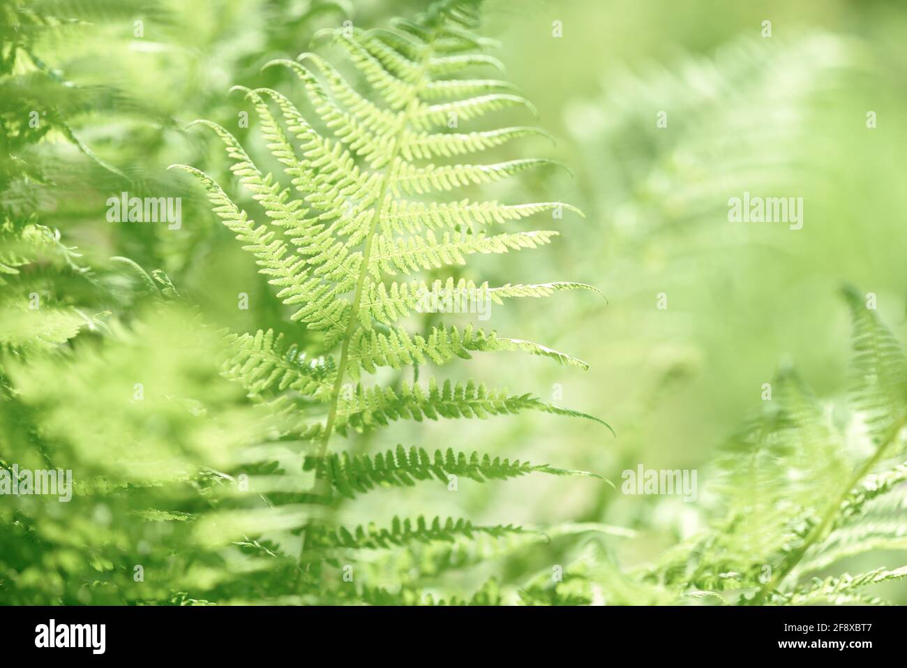 La croissance des feuilles de Fern dans la nature. Feuilles et tige de