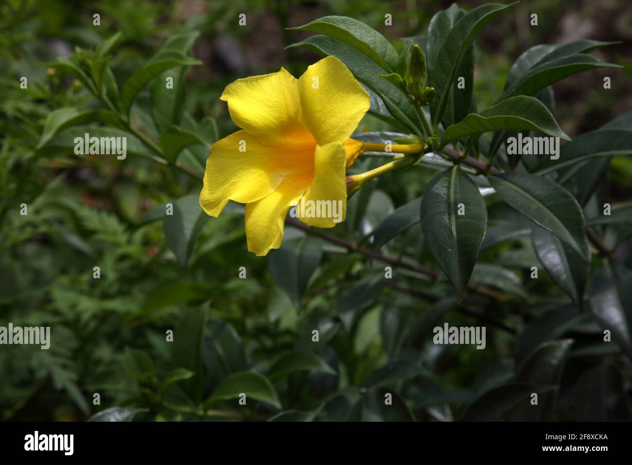 Chutes d'eau de Concord Grenada mandevilla diamantina opale jaune citrin ou allamanda À Concord Banque D'Images