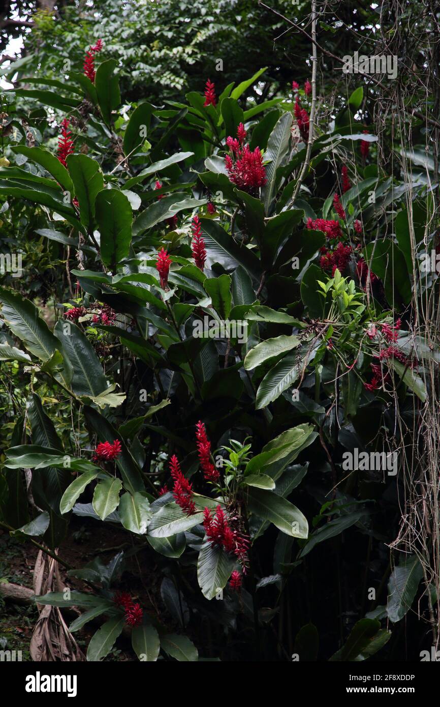 Willis Grenada Annandale Falls Lilies rouges de gingembre (Alpinia Purpurata) Banque D'Images
