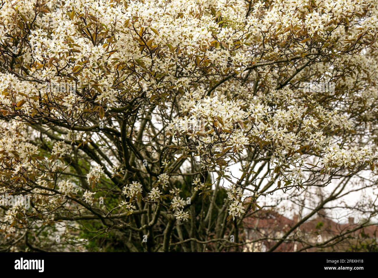 Fleurs blanches de la Juneberry (Amelanchier × lamarckii) au printemps Banque D'Images