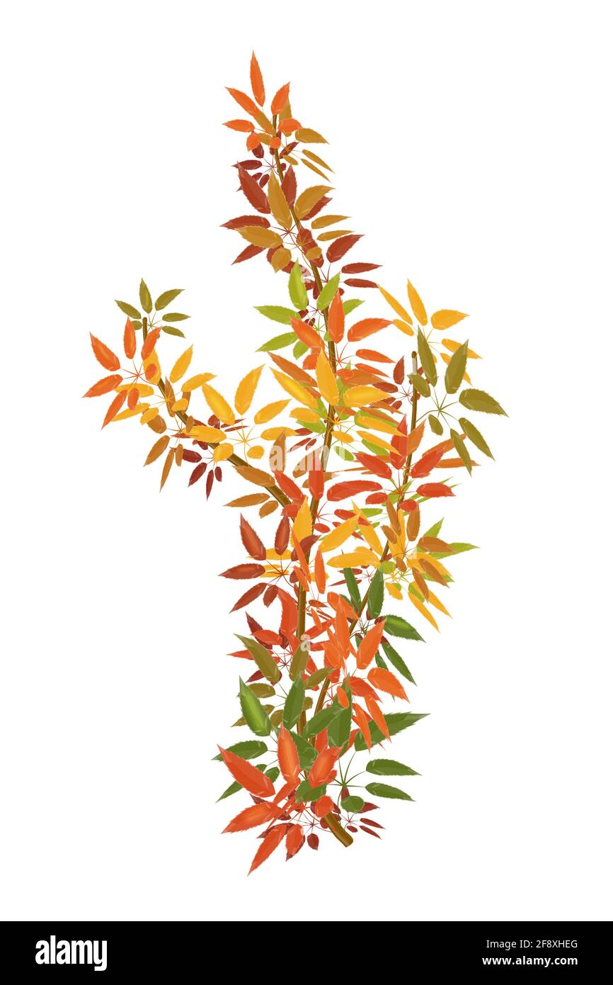 Une branche de lierre d'automne ou de raisins sauvages avec des feuilles de couleur vive. Un élément vectoriel pour la conception de votre projet ou la création d'un pinceau. Illustrati isolé Illustration de Vecteur