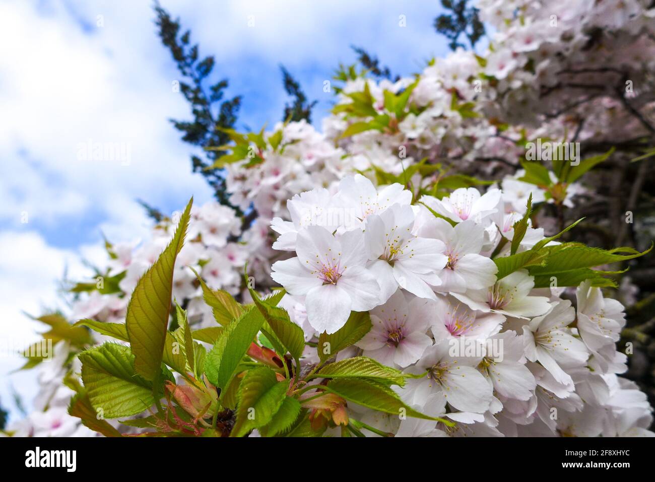 Lumière du soleil sur la fleur de cerisier blanc fleur d'arbre avec le bleu ciel Banque D'Images