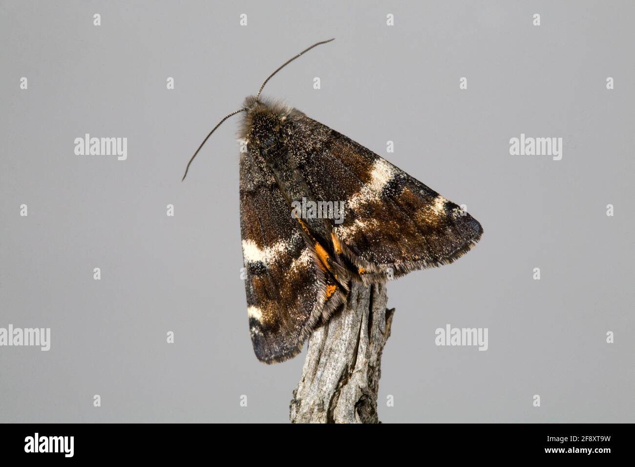 Gros plan de la Moth infantile, Archiearis infans, une petite papillon qui vole de jour, dans les montagnes Ochocho du centre de l'Oregon. Banque D'Images