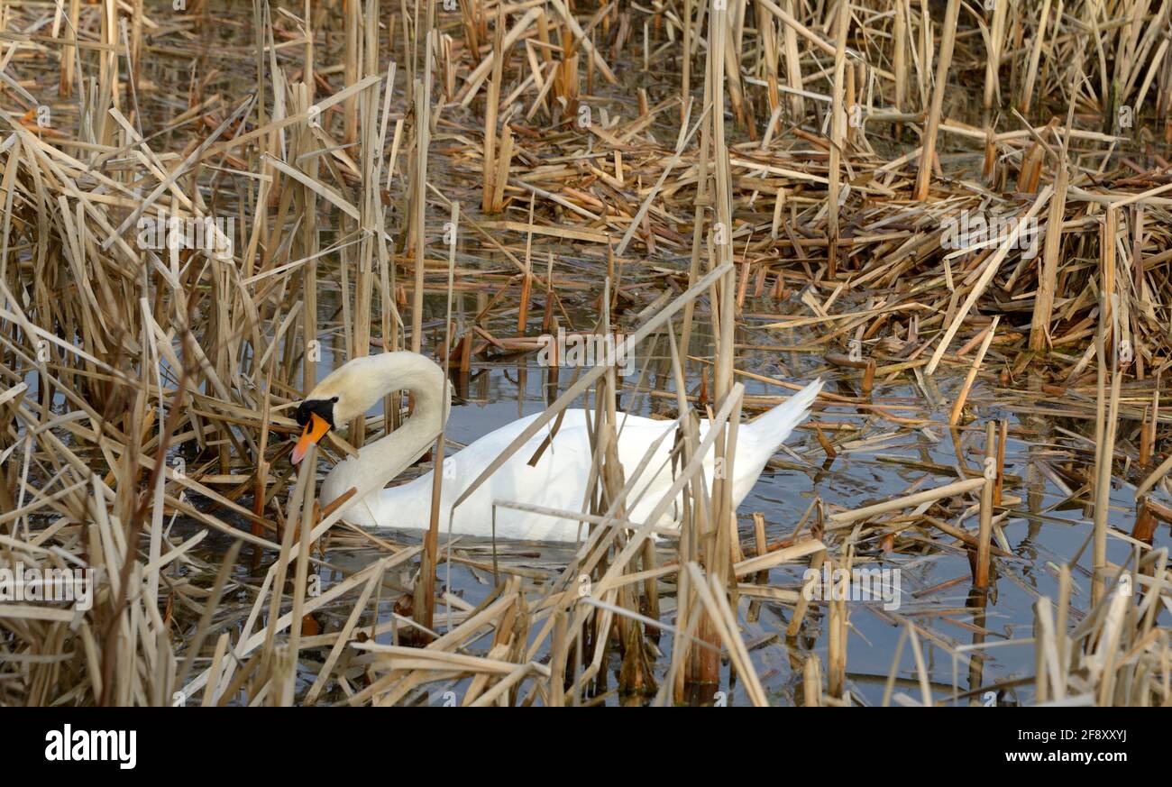 Swan, matériau de collecte pour nid. Banque D'Images