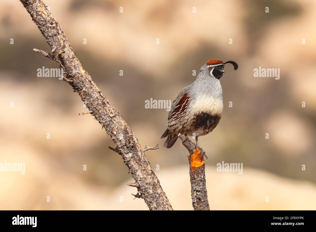 Homme de Gambel Callipepla gambelii (caille) est perché sur une branche d'arbre, Joshua Tree National Park, California, USA Banque D'Images